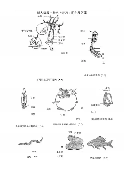 最新人教版八年级生物上册复习：图形及答案