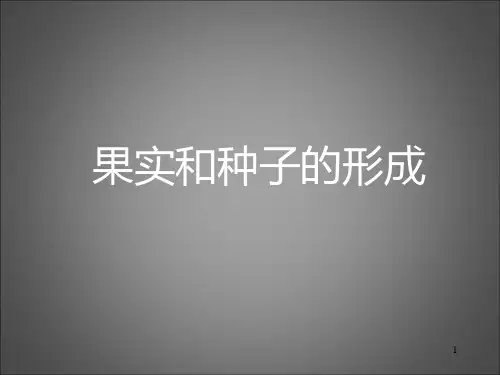 果实和种子的形成过程ppt课件