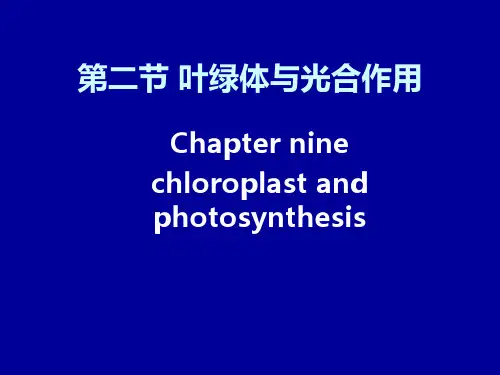 叶绿体与光合作用