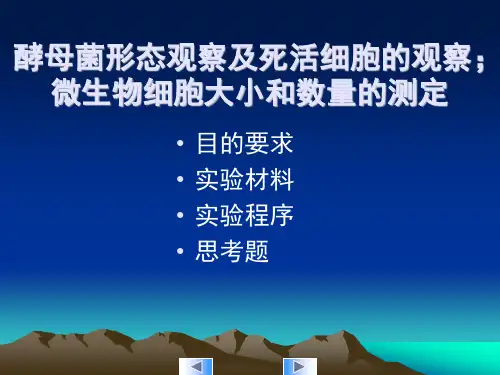酵母菌形态观察及死活细胞的观察