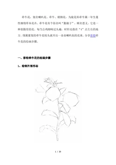 彩铅牵牛花的绘画步骤