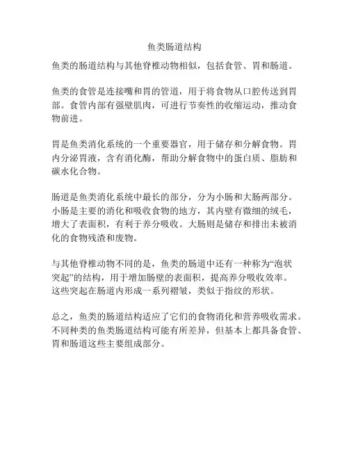 鱼类肠道结构