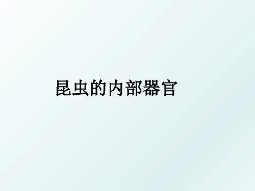 昆虫的内部器官