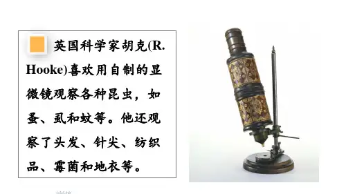 2024年秋人教七年级生物上册 第一节 学习使用显微镜(课件)
