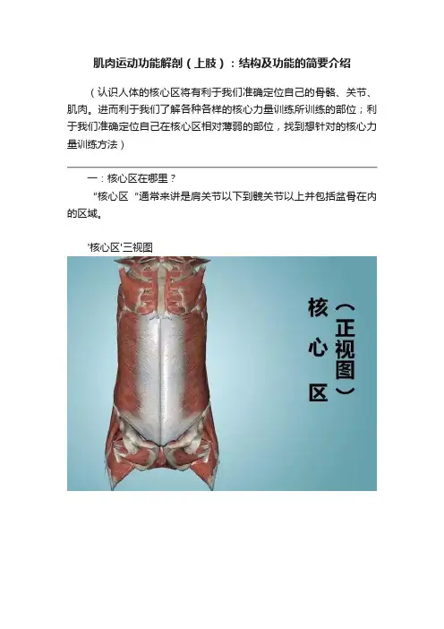 肌肉运动功能解剖（上肢）：结构及功能的简要介绍