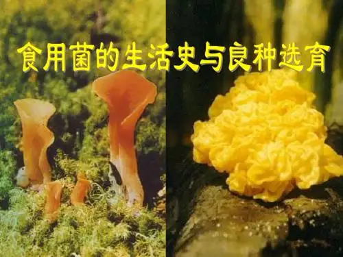 食用菌的生活史和良种选育定稿