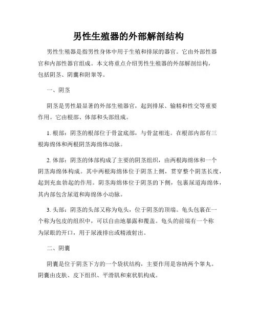 男性生殖器的外部解剖结构
