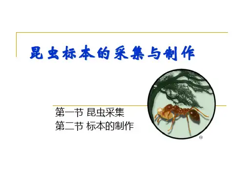 昆虫标本的采集与制作