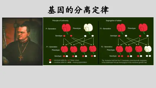 高三生物一轮复习课件 分离定律