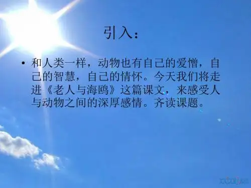 《老人与海鸥》PPT课件