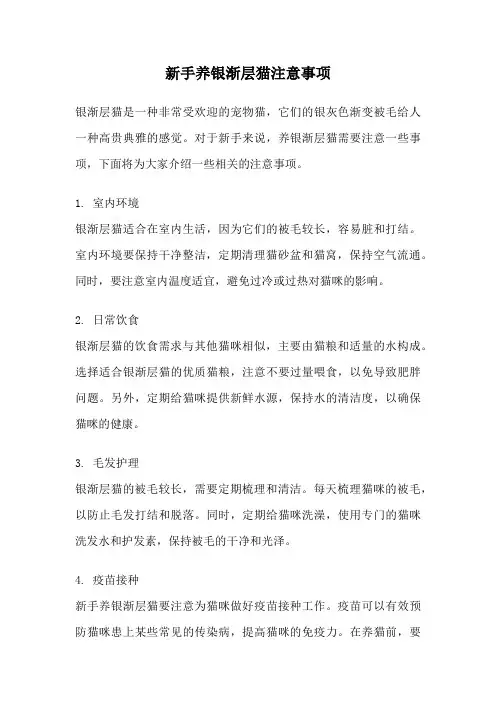 新手养银渐层猫注意事项