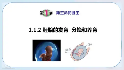 1.新生命的诞生(第2课时17张)PPT课件(初中科学)