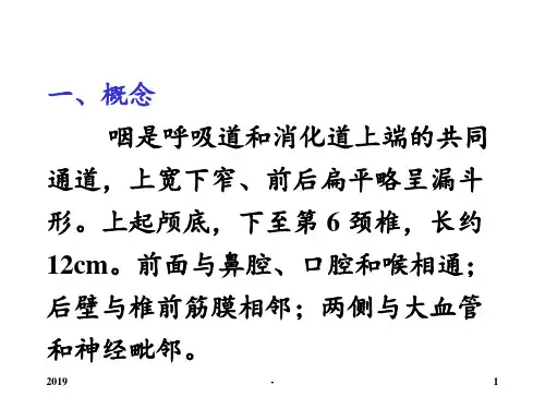 咽的解剖生理、咽炎ppt课件