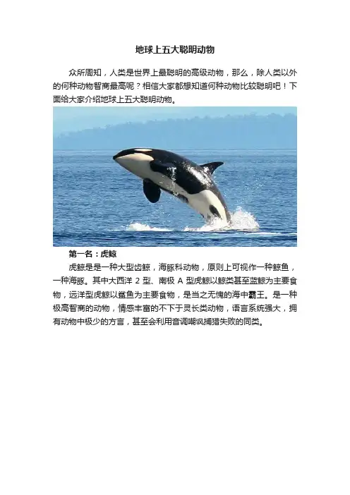 地球上五大聪明动物