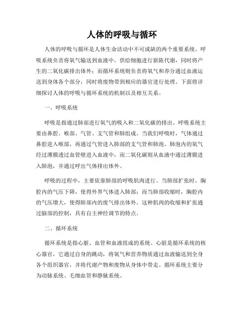人体的呼吸与循环