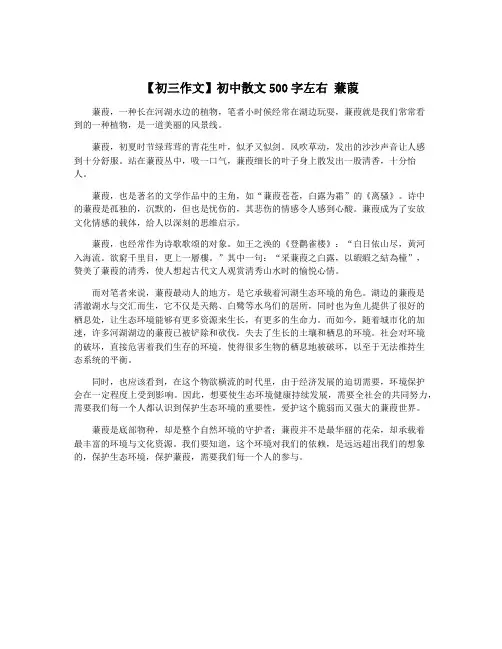 【初三作文】初中散文500字左右 蒹葭