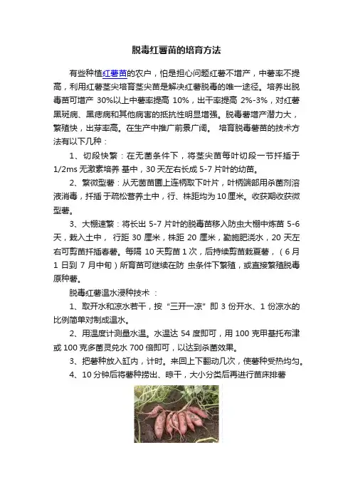 脱毒红薯苗的培育方法