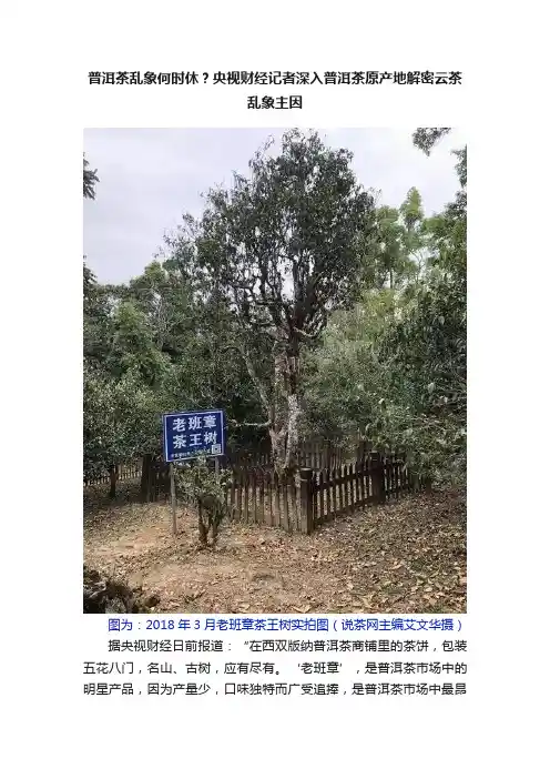 普洱茶乱象何时休？央视财经记者深入普洱茶原产地解密云茶乱象主因