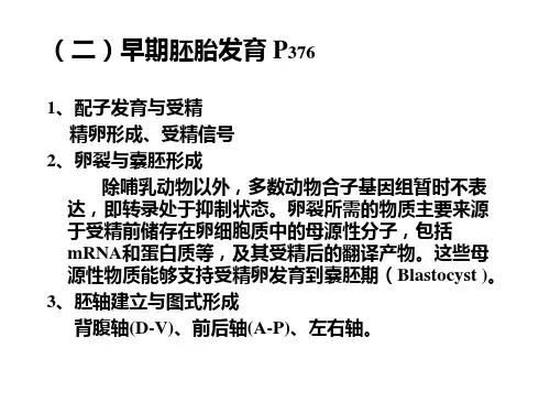 遗传学第十二章遗传与发育课件.ppt