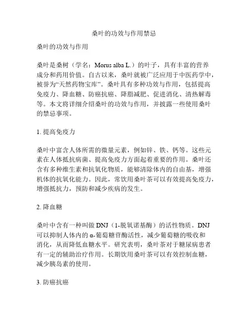 桑叶的功效与作用禁忌