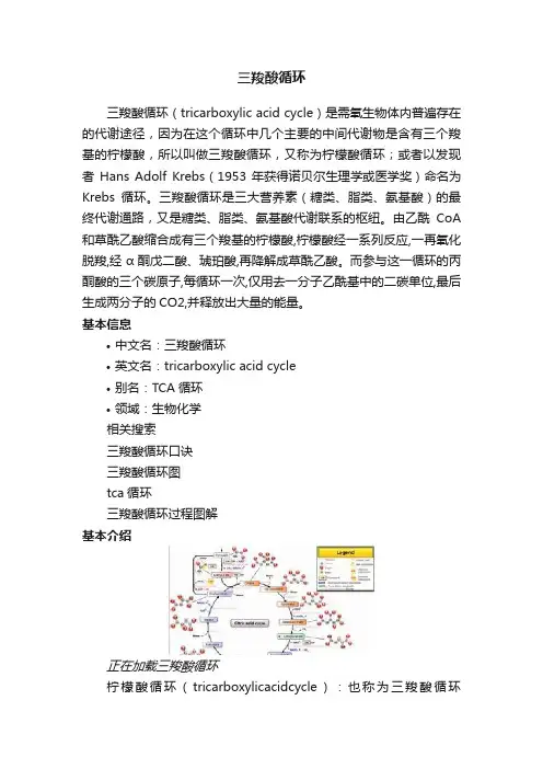 三羧酸循环