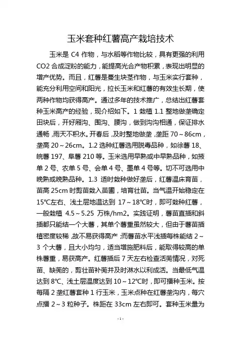 玉米套种红薯高产栽培技术