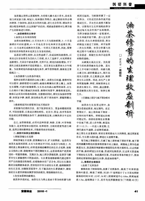油茶修剪的生理效应剖析