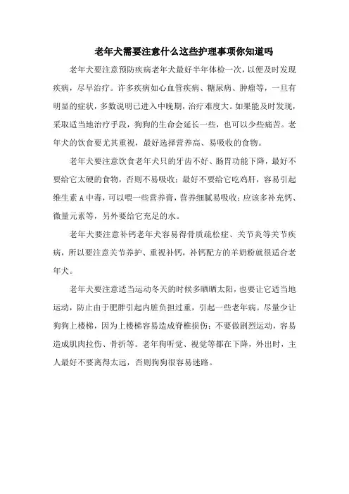 老年犬需要注意什么这些护理事项你知道吗