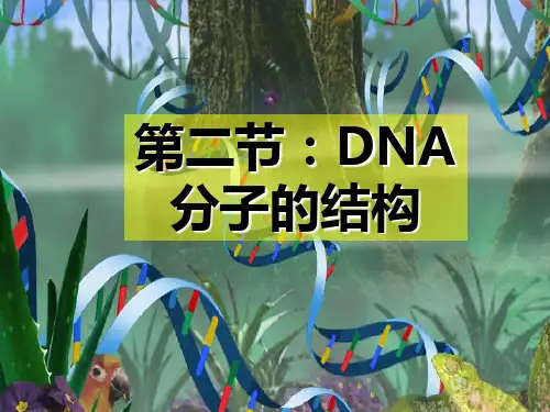 DNA的结构