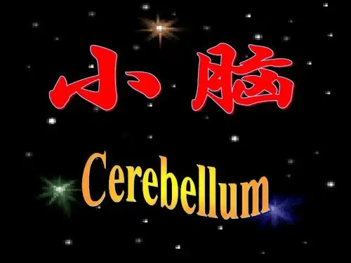 小脑间脑端脑