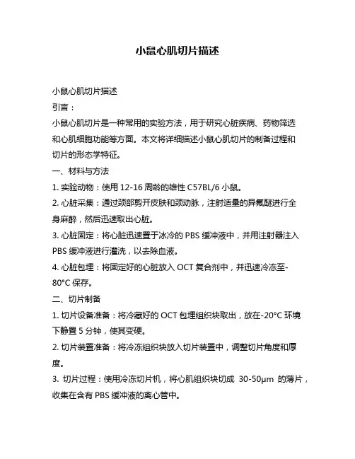 小鼠心肌切片描述