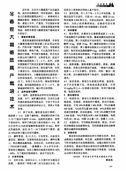 冬春茬大棚番茄高产栽培技术