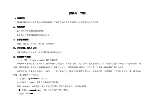 对虾的解剖教案