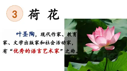 《荷花》ppt课件