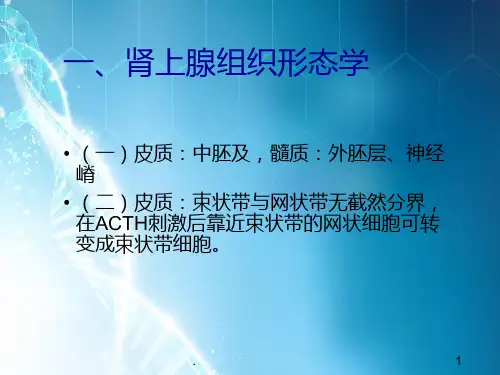 肾上腺组织形态学(超)