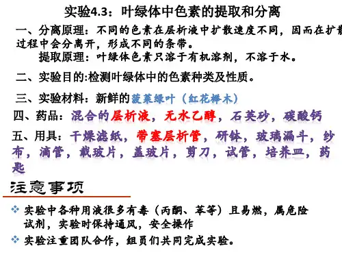沪教版生物高一第一册-4.2 叶绿体中色素的提取和分离  课件  