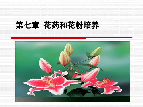 花药和花粉培养