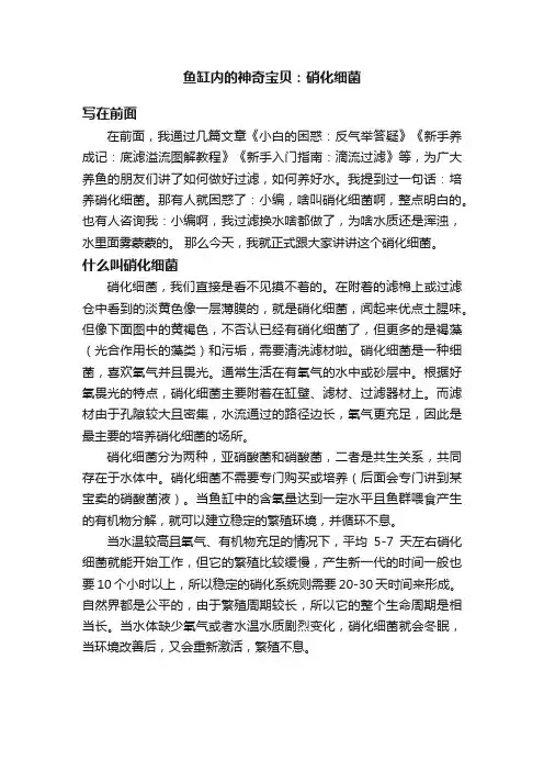 鱼缸内的神奇宝贝：硝化细菌