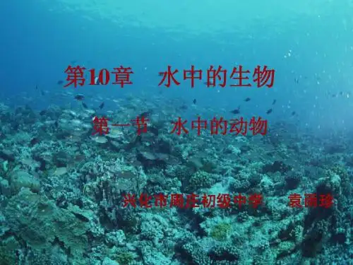 初一(3)班水中的动物.pptxiugai