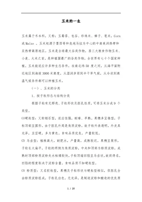 玉米的一生