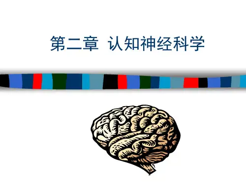 第二章  认知神经科学