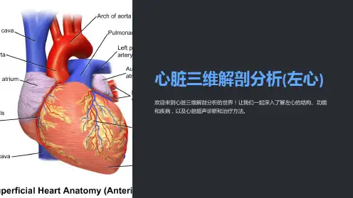 心脏三维解剖分析(左心)