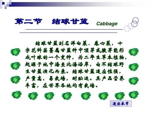 第二节结球甘蓝ppt课件