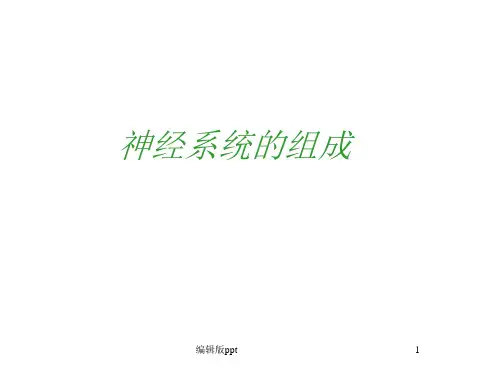 人体神经PPT课件