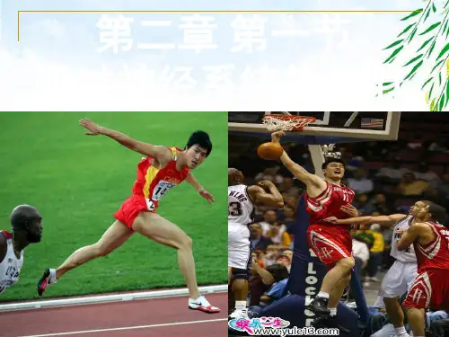 高中生物必修3课件：通过神经系统的调节 (共31张PPT)精选优质 课件
