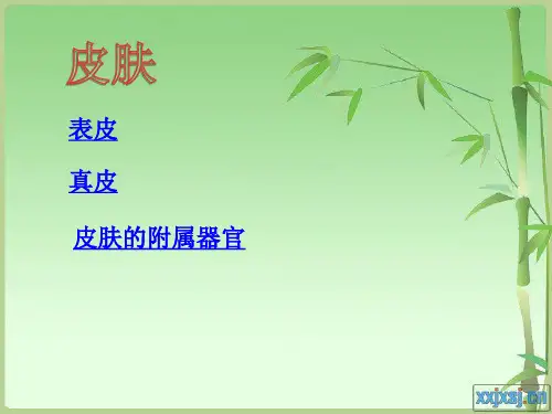 《组织学与胚胎学》实验课件：皮肤