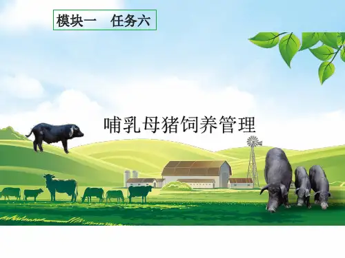 哺乳母猪饲养管理课件(共20张PPT)《猪鸡生产》