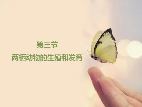 《两栖动物的生殖和发育》教学课件(人教版生物)