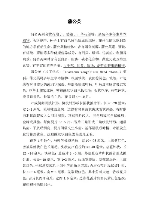 蒲公英简介
