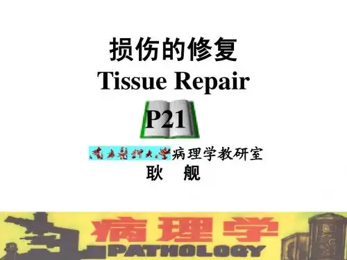 损伤的修复